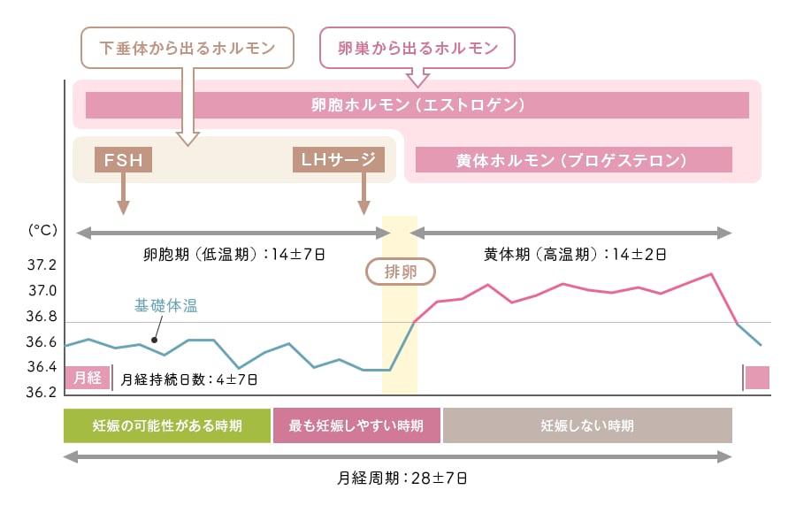 基礎ホルモン検査