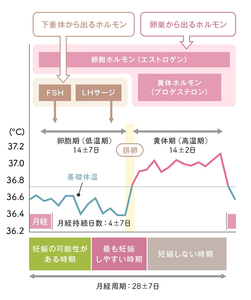 基礎ホルモン検査