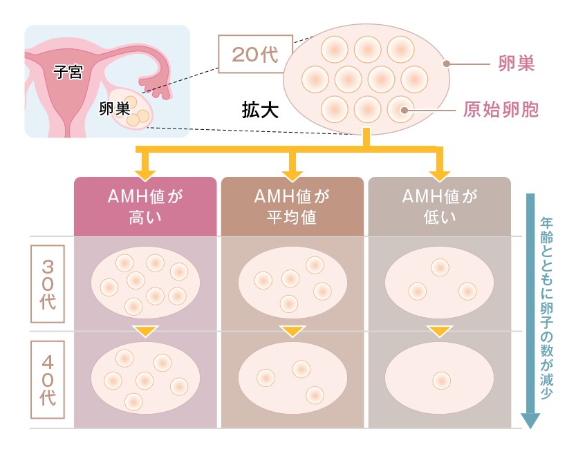 抗ミュラー管ホルモン（AMH）