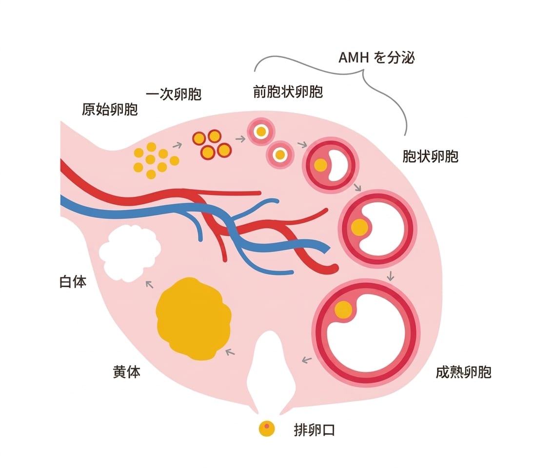 AMH検査(抗ミュラー管ホルモン)とは