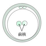 正常受精