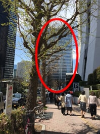 横断歩道を渡ったらそのまま直進します。<br>※奥に見えているのがアイランドタワーです。