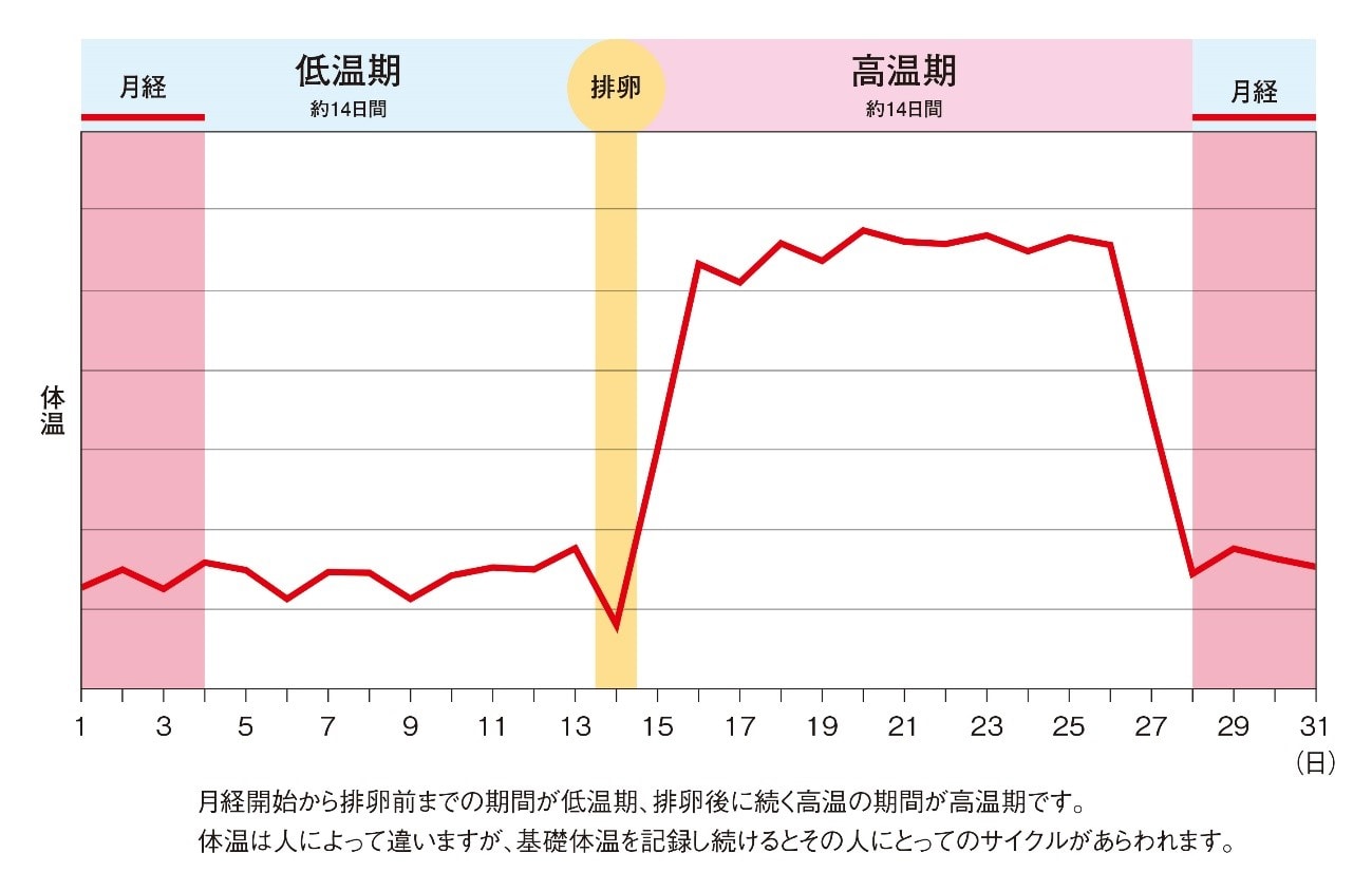 基礎 体温 下がっ た 排卵