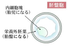 胚盤胞